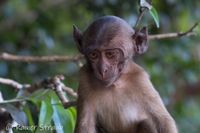 2019_10-11_Myanmar_Hpa-An_Kawgoon-Cave_rs_DSCF7162-2