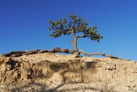 Bryce Canyon N.P. (3)-2