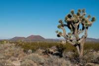 2015_12_usa_mojave_desert_rs_DSCF4531