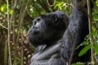 2017_01_14_Uganda_Ruhija_Gorillas_rs_DSCF4782