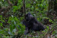 2017_01_14_Uganda_Ruhija_Gorillas_rs_DSCF4824