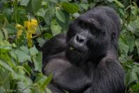 2017_01_14_Uganda_Ruhija_Gorillas_rs_DSCF4832